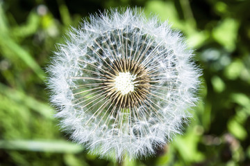 background single white fluffy dandelion on a green grass