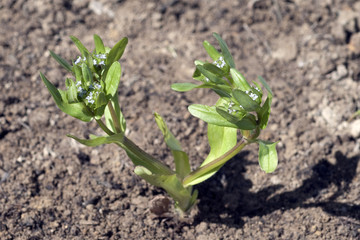 Weisse Taubnessel, Lamium alba, Sproessling