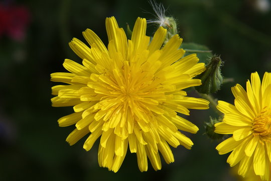 Infiorescenza di Sonchus