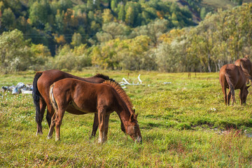 Fototapeta na wymiar Horses in mountain ranch