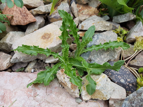 Acker-Kratzdistel; Cirsium; arvense; Keimling,