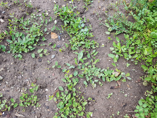 Ackerwinde; Convolvulus, arvensis; Convolvulus;