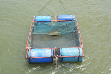 Fish farming