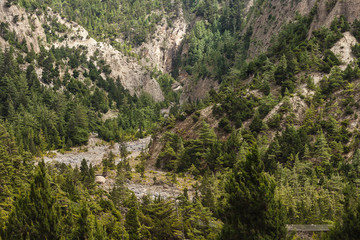Fototapeta na wymiar Annapurna region with pine forest.