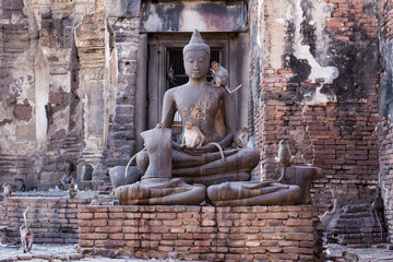 monkeys in the ancient temple in Lopburi city,Thailand
