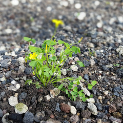 Oxalis stricta, Aufrechter, Sauerklee; Keimling, Sproessling