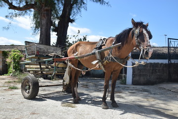 Einspänner auf Kuba