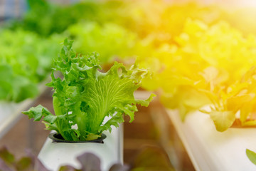 Green hydroponic organic salad vegetable in farm, Thailand. Selective focus