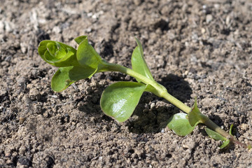 Pfennigkraut, Lysimachia nummularia, Keimling, Sproessling