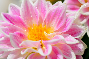 Dahlia flower with dew drops very close up