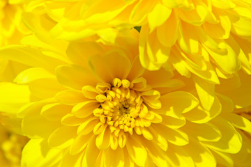 Yellow chrysanthemums flowers very closeup