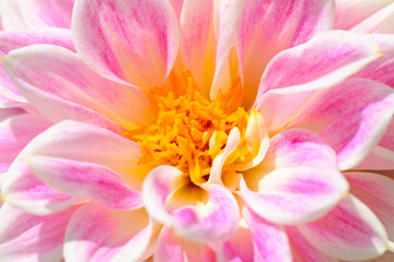 Fototapeta premium Dahlia flower very close up