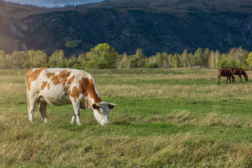 Fototapeta na wymiar Grazing cow in mountain ranch