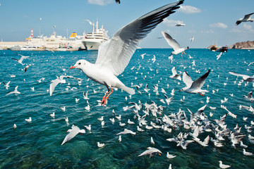 Oman Seagull