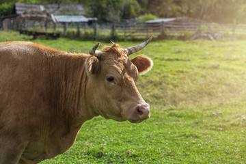 Grazing cow in mountain ranch
