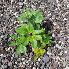 Christrose; Helleborus niger; Keimling, Sproessling