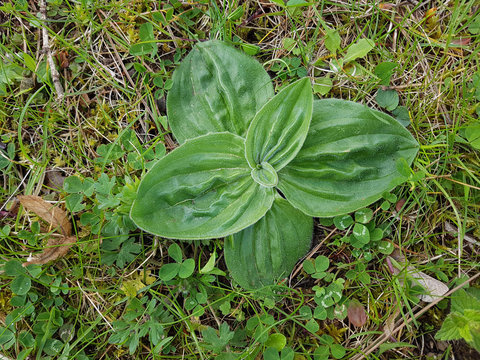 Breitwegerich, Plantago, major, Keimling, Sproessling