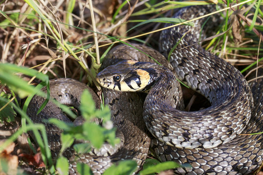 Big snake lies in the grass.