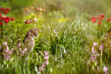 Cat in the flower bed hunts on the mouse.