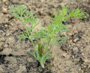 Dill; Anethum graveolens; Keimling