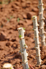 cuttings of cassava plant