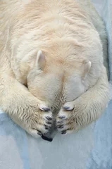 Foto op Canvas Белый медведь спит. © elizalebedewa