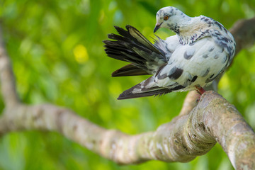 Motley Dove sitting  on a branch on a blur background. White-gray pigeon close-up. Dove in the expanded head
