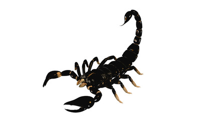 Scorpion isolated on white background
