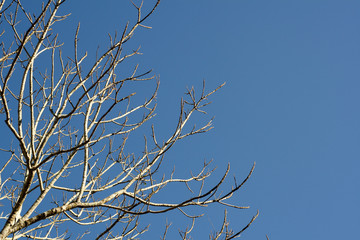 tree with no leaf on clear blue sky