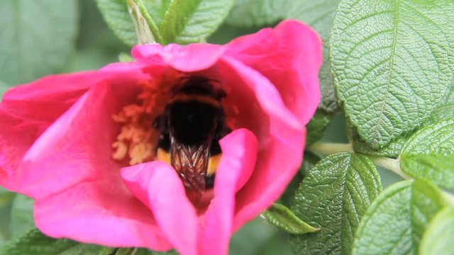 red flower bee collects pollen