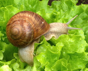 escargot dans la batavia