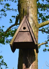 Nistkasten im Frühling hängt am Baum