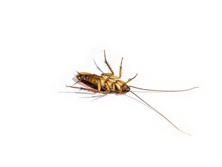 Cockroach isolated on white background