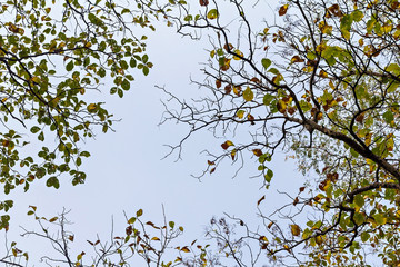 Branches in autumn against blue sky