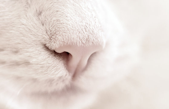 White Cat Nose Blur Macro