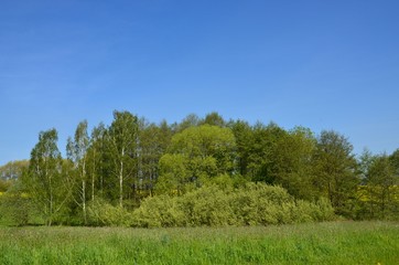 Frühlingslandschaft mit blauem Himmel, Wildblumenwiese und Rapsfeld im Hintergrund