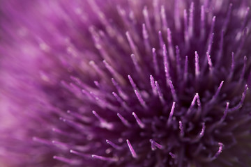 A close up of a purple thistle flower.