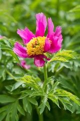 Gemeine Pfingstrose / Common Peony