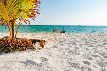 Fototapeta na wymiar Empty beach with Young coconut tree planted on the sandy beach w