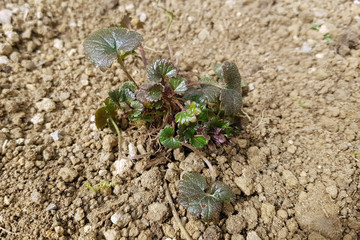 Gundelrebe; Glechoma, hederacea; Keimling, Sproessling