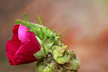 Big green grasshopper sitting on a flower mallow.
