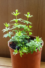Woodruff (sweet), growing herbs / plants (Galium, odoratum).