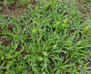 Habichtskraut, Hieracium; Jungpflanze