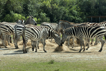 Fototapeta na wymiar Common Zebra (Equus burchelli)