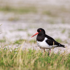 Austernfischer | Haematopus ostralegus