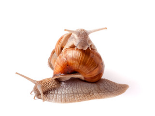 two live snail crawling on white background close-up macro