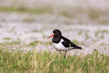 Austernfischer | Haematopus ostralegus