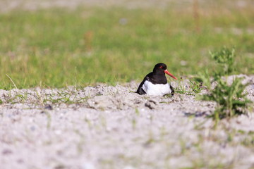 Austernfischer | Haematopus ostralegus
