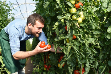 Ernte von Tomaten im Gewächshaus eines Bauernhofes - regionale Gemüseproduktion