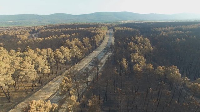 Burnt pine tree forest with road and car, aerial view